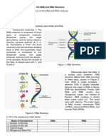 Activity 1 DNA RNA