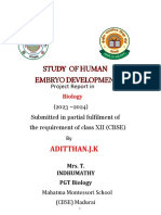 Human Embryo Development582