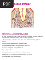 Hueso Alveolar