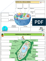 Célula Animal y Vegetal