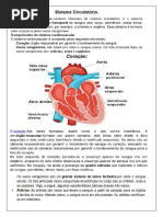 Sistema Circulatorio 5 Ano