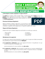 El Sistema Respiratorio para Segundo de Primaria