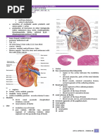 Histo Urinarysystem