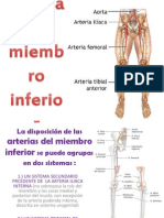 Arterias Del Miembro Inferior