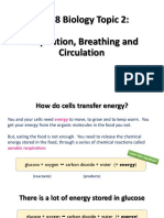 1 Respiration Summary Slides