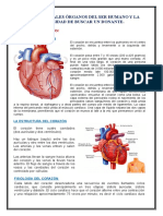 Anatomía Del Corazón