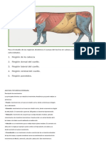 Anatomia Topográfica Veterinaria