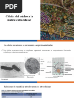 Clase Celula Desde El Nucleo Hasta La Matriz Extracelular