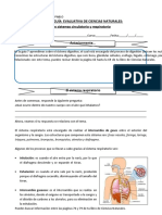 5° Básico Ciencias Naturales Guía 8 Valeria Bravo