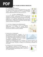 Probabilidad y Prueba de Herencia Mendeliana