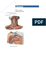 Biomecánica de Miembro Superior 22