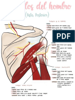 Triángulos Del Hombro