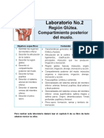 Laboratorio 2 Region Glutea