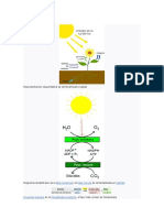 Fotosintesis Apa