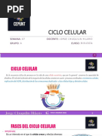 Ciclo Celular