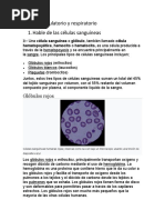 Sistema Circulatorio