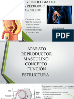 Sistema Reproductor Masculino Anatomia Grupo 2