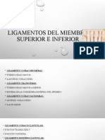 Ligamentos Del Miembro Superior e Inferior para Dibujar