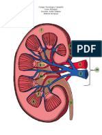 Material de Apoyo - Sistema Urinario