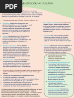 Sistema Endocrino Humano - Leonardo - Imprimir