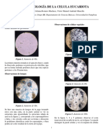 Informe Biología Celular