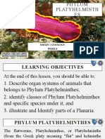 Week 8 Phylum Platyhelminthes