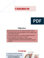 l15 Cerebrum