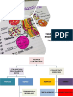 Aula 5 - Tecido Conjuntivo Propriamente Dito Resumido