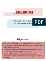 L15 Cerebrum