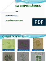 Botánica Criptog. Clasificación 2023