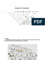 Cladogram