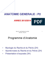 Myologie Rachis:Pelvis