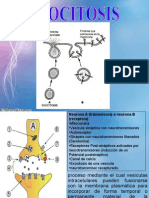 EXOCITOSIS