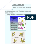 Apendicitis Texto Full 2019