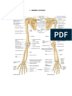 Osteoarticular