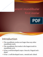 (Oral Ana) Man 1st Molar