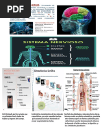 Para Equipo 1 Exposición Sistema Nervioso 4° 24