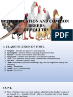 Classification of Poultry