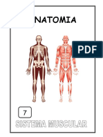 Sistema Muscular