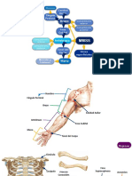 Mapa Conceptual MMSS