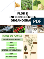 Aula 5 Flor Morfologia