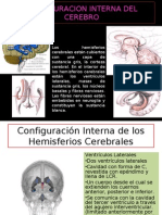 Configuracion Interna Del Cerebro