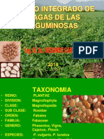 Plagas de Las Leguminosas 2018-Ii