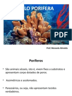 Filo Porifera