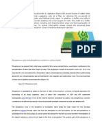 Buffer Zone: Phosphorus Cycle and Phosphorus Content in Surface Water