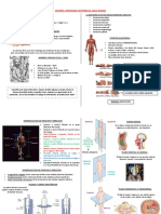 Anatomia - Historia, Posiciones Anatomicas, Ejes e Huesos