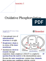 Oxidative Phosphorylation: Molecular Biochemistry I