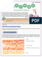 Tema 5 Sistema Respiratorio