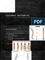 Columna Vertebral