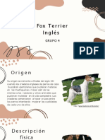 Fox Terrier Inglés